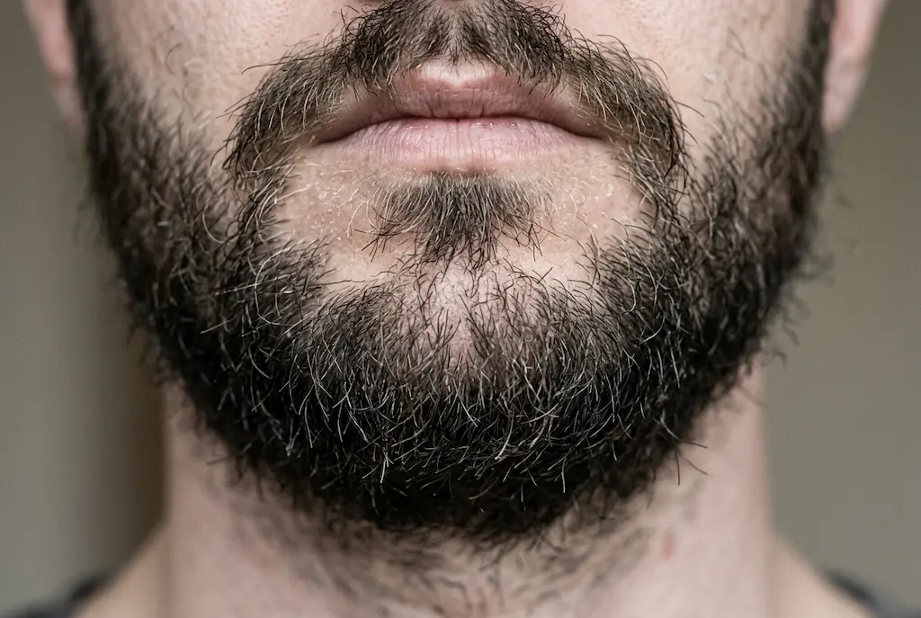 barbe rêche et  sèche gros plan poils durs